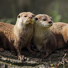 Otters by Grant Glendinning
