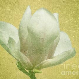 Outer Magnolia by Jeffrey Kolker