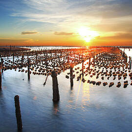 Oyster Farm On Beach During Sunset by Samyaoo