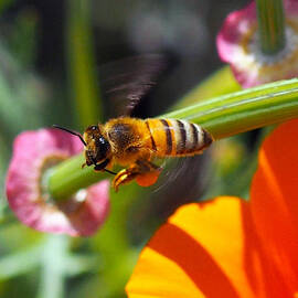 Packin Poppy Pollen by Joe Schofield