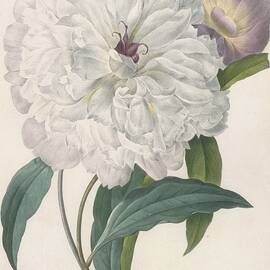Paeonia Flagrans Peony by Pierre Joseph Redoute
