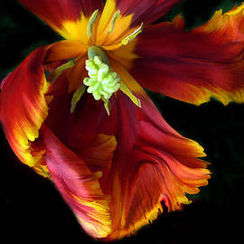 Painted Parrot Petals by Jessica Jenney