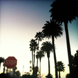 Palm Stop by Denise Taylor