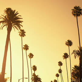Palm Tree At Sunset On Beverly Hills by Franckreporter