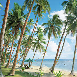 Palm Tree Near Beach by Erhard Pfeiffer