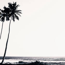Palm Trees And Beach Silhouette by Chrispecoraro