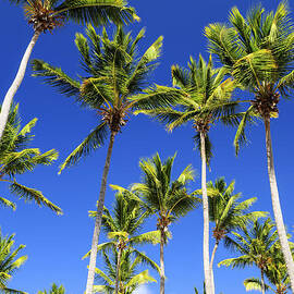 Palms on blue sky by Elena Elisseeva