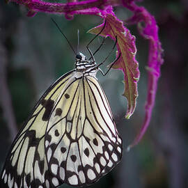 Paper Kite   by Shirley Mitchell