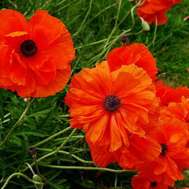 Paper poppies  by Richard Reeve