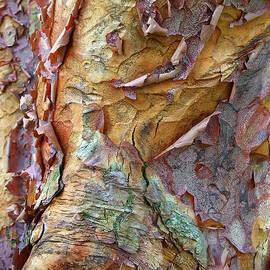 Paperbark Abstract by Jessica Jenney