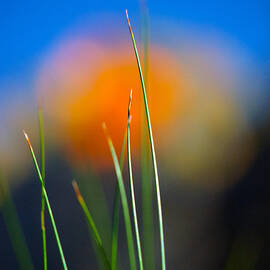 Papyrus by Joe Schofield