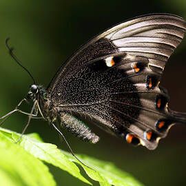 Paris Peacock by Grant Glendinning