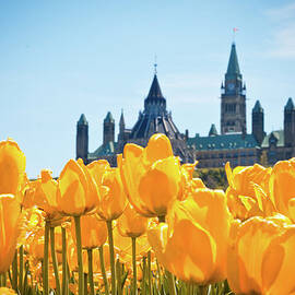 Parliament Buildings Through  Tulips by Danielle Donders