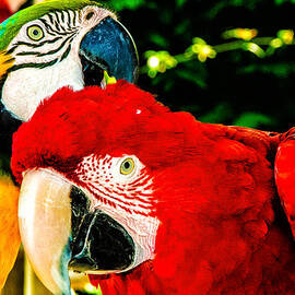 Parrots can talk by Louis Dallara