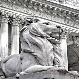 Patience The NYPL Lion by Susan Candelario