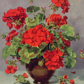 Geranium In An Earthenware Vase by Albert Williams