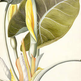 Arum Maximum by Georg Dionysius Ehret