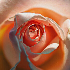 Peace Blossomed by Joe Schofield