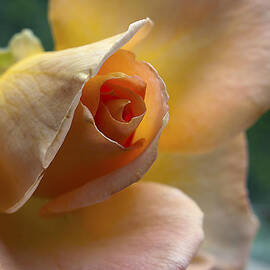 Peace Rose by Joe Schofield