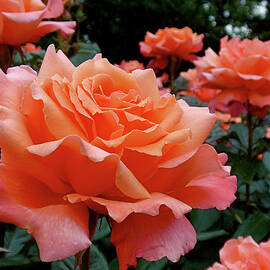 Peach Roses by Rona Black