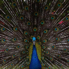 Peacock - Looking at You by Richard Reeve