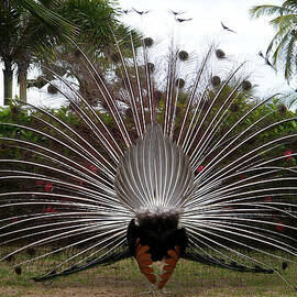 Peacock - Turnaround by Richard Reeve
