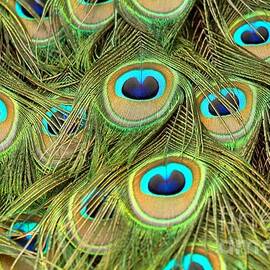 Peacock Abstract Closeup by Adam Jewell