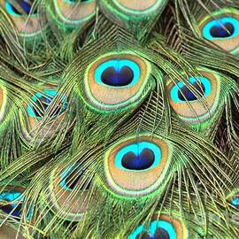 Peacock Circles by Adam Jewell