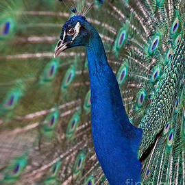 Peacock Display by Susan Candelario