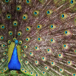 Peacock by Kevin Sherman
