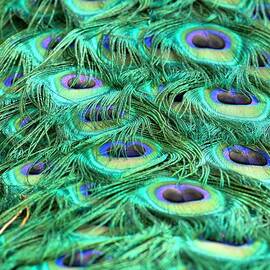 Peacock Plumage Abstract by Adam Jewell