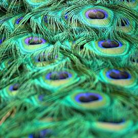 Peacock Plumage by Adam Jewell