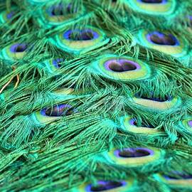 Peacock Plumage Designs by Adam Jewell