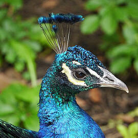 Peacock - Portrait by Richard Reeve