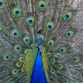 Peacock by Steven Ralser