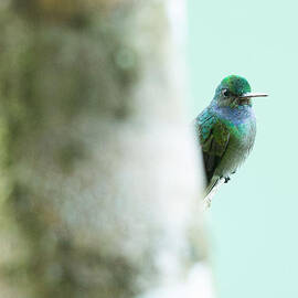 Peeking Hummingbird by Natural Focal Point Photography