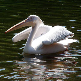 Pelican and Friend by Rona Black