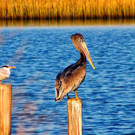 Pelican on a pole by Flees Photos
