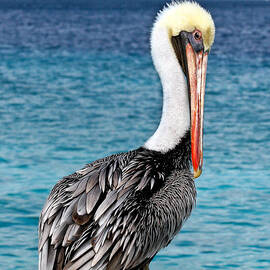 Pelican Portrait by Jean Noren