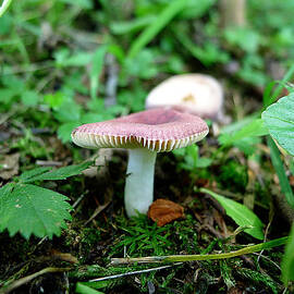Pennsylvania Woodland Fungi 1 by Richard Reeve