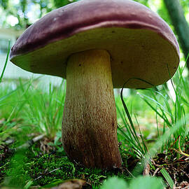 Pennsylvania Woodland Fungi 2 by Richard Reeve