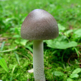 Pennsylvania Woodland Fungi 3 by Richard Reeve