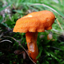 Pennsylvania Woodland Fungi 4 by Richard Reeve