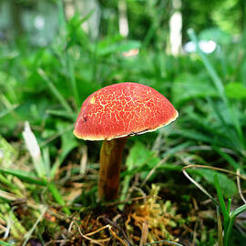 Pennsylvania Woodland Fungi 5 by Richard Reeve