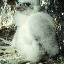 peregrine falcon by Steven Ralser