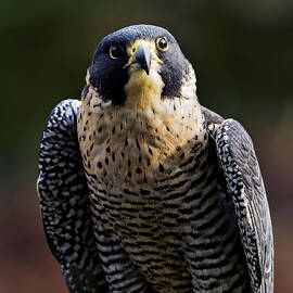Peregrine Focus by Mary Jo Allen