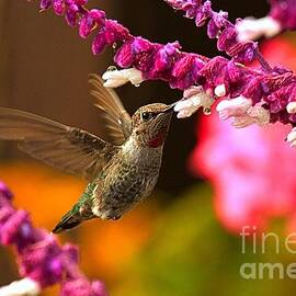 Perfect Hummingbird Shot by Adam Jewell