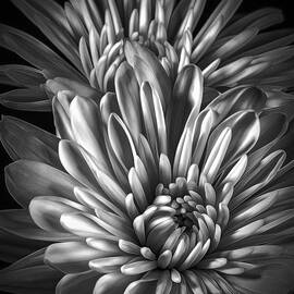 Petaled Black by Bill and Linda Tiepelman