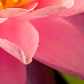 Petals In Pink by Jeff Sinon
