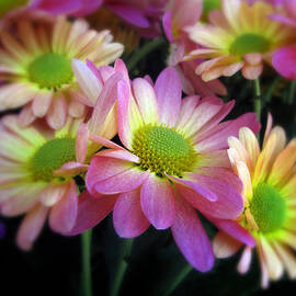 Spring Bouquet by Jessica Jenney